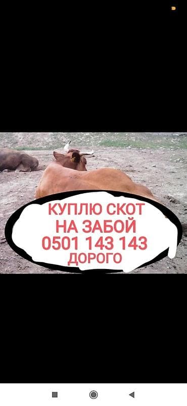 Частное лицо, Колбасный цех : Коровы, быки, Лошади, кони, Другие с/х животные, | Круглосуточно, Любое состояние, Забитый