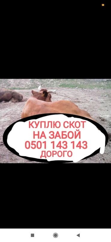 продам бу оборудование для птицефабрики: Куплю | Лошади, кони, Другие с/х животные, Коровы, быки | Круглосуточно, Любое состояние, Забитый — 1