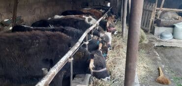 продаю связи с переездом: Продаю | Бык (самец) — 5