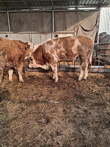 А/ч жаныбарлары үчүн тоюттар: Сатам | Бука (эркек) | Монбельярд | Бордоп семиртүү үчүн | Асыл тукумдуу — 8