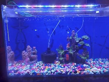 Аквариум 70 л полный декор аэрация лед лампа печка сифон рыбки