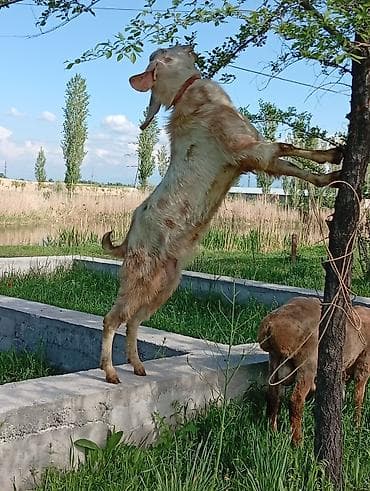 эшек жаныбар: Сатам | Эчки (ургаачы) | Аргын | Сүт алуу үчүн — 2