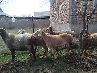 минни ат: Продаю | Овца (самка) | Романовская | Для разведения | Ярка — 3