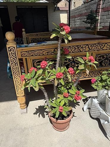 Молочай Миля (Euphorbia milii) в горшке. - Крупное декоративное at lalafo.kg Молочай Миля (Euphorbia milii) в горшке. - Крупное декоративное
