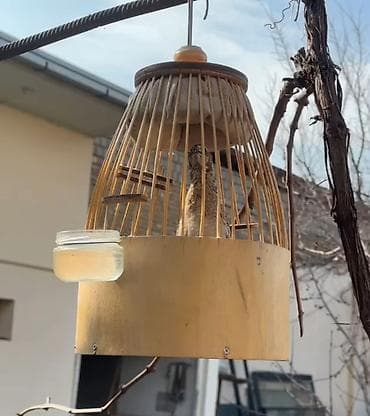 кукуруза попкорна: Перепёлки Италия — 1