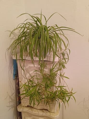 Хлорофитум (Chlorophytum comosum) в горшке - Разновидность