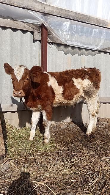 Аквариумдар: Сатам | Музоо | Симментал, Монбельярд | Көбөйтүү үчүн | Байланган — 2