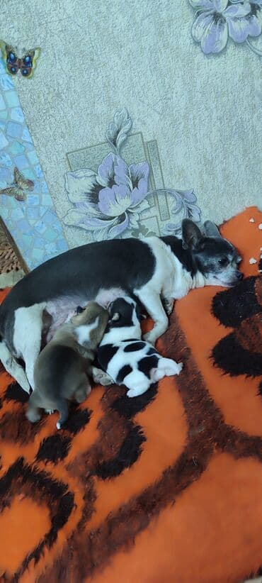 продажа щенков немецкой овчарки в бишкеке с документами: Готовятся к продаже щенки, 2 девочки — 2