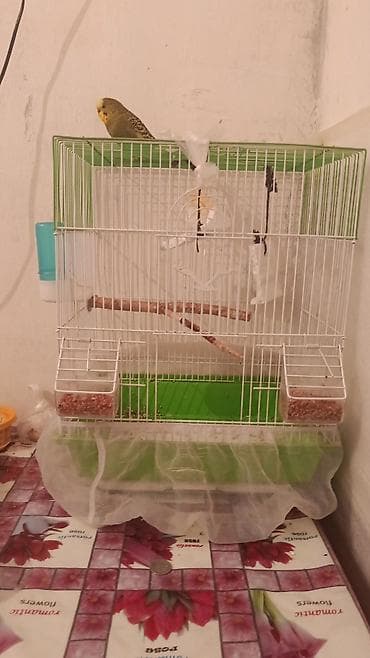 клетка для попугаев: Клетка для волнистого попугая с комплектом аксессуаров. - Просторная — 1