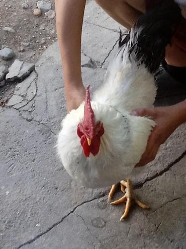 летучая мыш: Продаю | Петух | Для разведения — 2