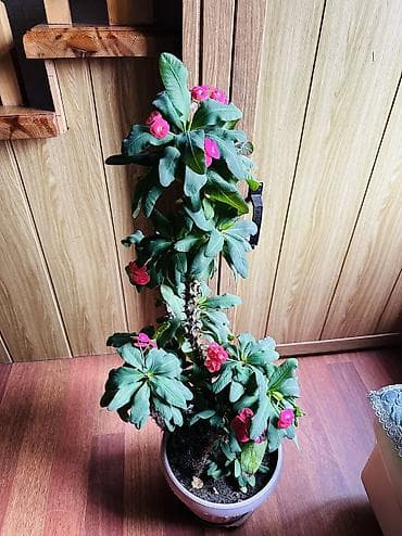 Комнатное растение «Молочай миля» (Euphorbia milii, корона Христа) в — 3