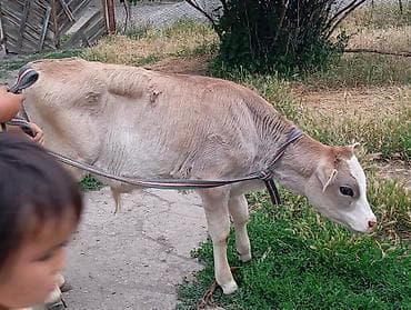 серая девочка: Продаю | Бык (самец) | Привязанные — 2