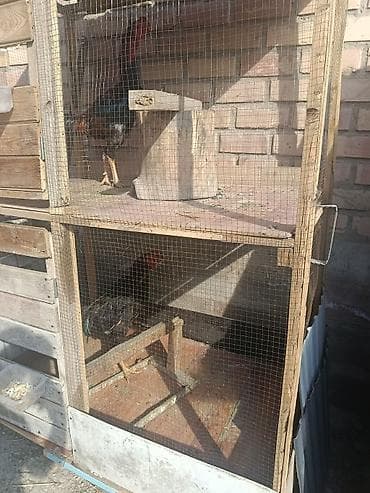 Сухофрукты, орехи, снеки: Ассалам Алейкум Таза канду Дакан короз мекиштердин жумурткасы сатылат — 1