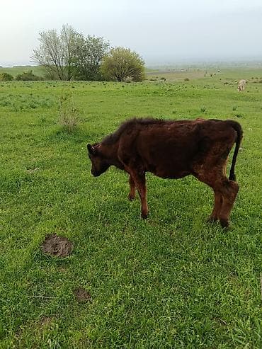 по карова: Продаю | Музоо, торпок | На откорм — 1