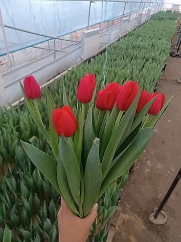 оптом овощи и фрукты: Тюльпаны тепличного выращивания — срезка и срезочные бутоны - — 7