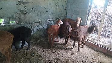 кукуруза местная: Продаю | Ягненок — 4