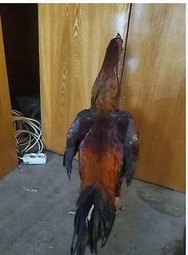 солом: Продаю | Петух | Бойцовая, Дакан | Для боев — 3