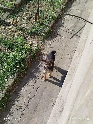 Отдам щенят в хорошие руки, кушают все. Щенкам два месяца, к улице