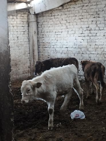 продаю жмых: Продаю | Музоо, торпок | Полукровка | На откорм — 1