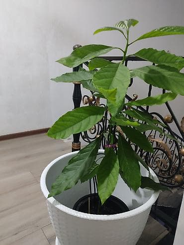 Бөлмө өсүмдүктөрү: Авокадо (Persea americana) в горшке - Домашний саженец авокадо с — 2