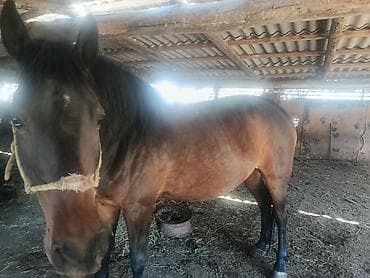 ши тцу купить: Продаю | Конь (самец) — 4