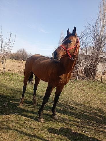 коня: Продаю | Конь (самец) | Полукровка | Рабочий — 5