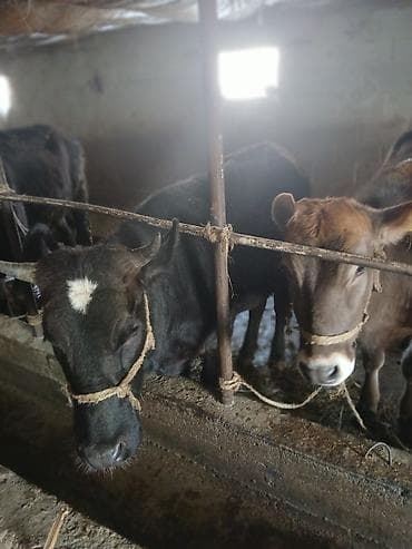 А/ч жаныбарлары үчүн тоюттар: Сатам | Кунаажын | Союуга | Байланган — 7