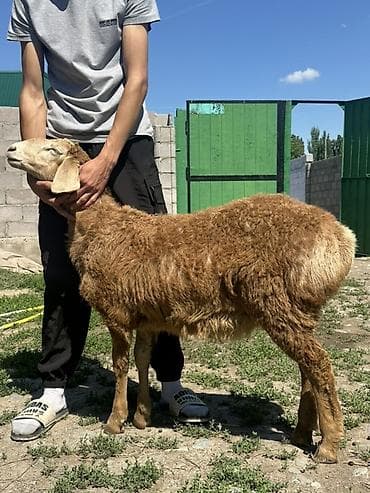 щпиц собака: Продаю | Овца (самка) | Для разведения | Матка — 4
