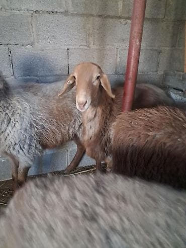 приют для животных ош: Продаю | Ягненок | Арашан | Для разведения — 2