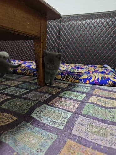 дом для кот: Скотиш Фолд (Шотландская вислоухая), 1 месяц, Мальчик, Голубой — 4