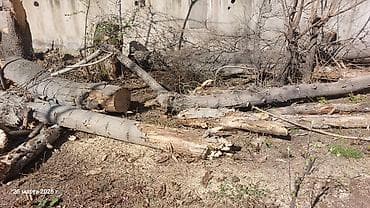 уголь бау: Дрова — 5