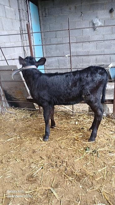 Продаю | Тёлка | На откорм | Искусственник — 4