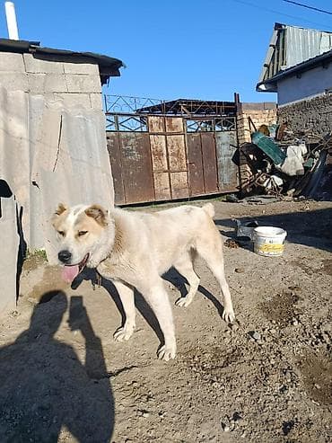 отдам хаски в добрые руки: Собака крупного размера, светлая (кремово-белый окрас с рыжеватыми — 2