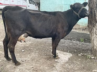 маточное молоко: Продаю | Корова (самка) | Абердин-ангус | Для молока | Привязанные — 6