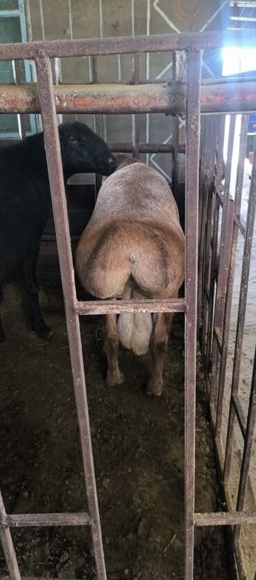 коровы молочной породы купить: Продаю | Баран (самец) | Арашан | Для разведения | Племенные — 6