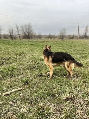 ящик сатылат: Немецкая овчарка ищу сучки для покрытия один щенок мне или 10 тысяч — 3