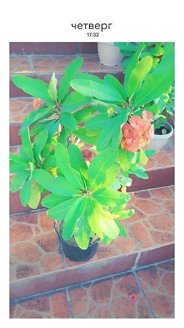 молочай миля купить: Эуфорбия Милия (Euphorbia milii, «Корона Христа») в горшках. - — 4