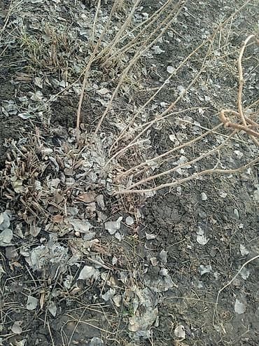 Месный - Многолетние кусты малины, выкопка из плодоносящей плантации