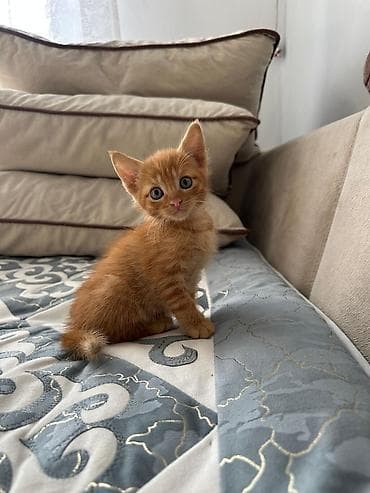 шотландский кот: Скотиш Страйт (Шотландская прямоухая), 2 месяца, Девочка, Рыжий, Приучена к лотку — 6