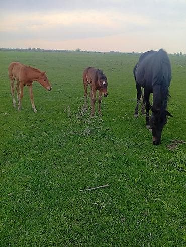 сколько стоит жеребёнок: Продаю | Кобыла (самка) | Полукровка | Для разведения | Племенные — 10