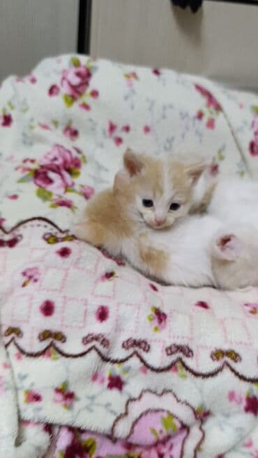 в связи с переездом отдам попугая жако в добрые руки: Котята-кремовые и белые, 1 мальчик и 2 девочки короткошёрстные. На — 4