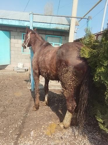 коня: Продаю | Конь (самец) | На забой | Племенные — 7