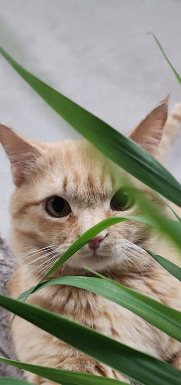 кошка домашняя: Отдадим в заботливые руки красивого,ласкового, молодого рыжего кота в — 3