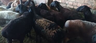 собачий дом: Продаю | Овца (самка) — 3