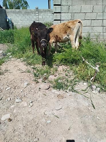 кошка домашняя: Продаю | Музоо, торпок | Полукровка | На откорм | Привязанные — 7