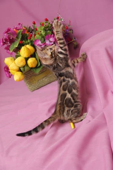 продажа породистых кошек: Друзья !!! долгожданный помет . Бенгальские котята . от самых — 1