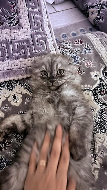 карликовые котята: Скотиш Фолд (Шотландская вислоухая), 3 месяца, Мальчик, Серый, Приучена к лотку — 2