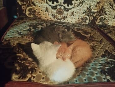 объявления о найденных животных: Котята, с доставкой - Окрас: серые (2 шт.), белый, рыжий. - Порода — 7