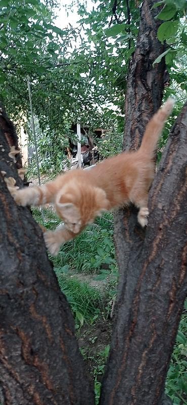 Үй жаныбарлары: Скотиш Фолд (Шотландиялык шалпаң кулак), 2 айлык, Эркек, Кызгыл сары — 3