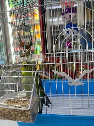 голуби птицы животные: Продаются два попугая 🦜🦜 Продаём двух домашних попугаев. Птицы — 2
